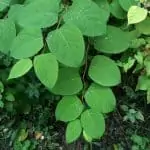japanese knotweed leaves spring