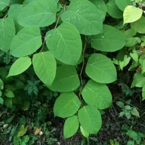 japanese knotweed leaves spring