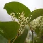 can-japanese-knotweed-spread-by-seeds-edited-scaled