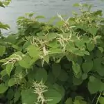 how-fast-does-japanese-knotweed-spread-scaled