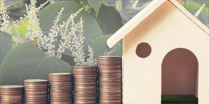 How much does Japanese knotweed devalue property?