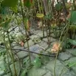 japanese knotweed growing through block paving