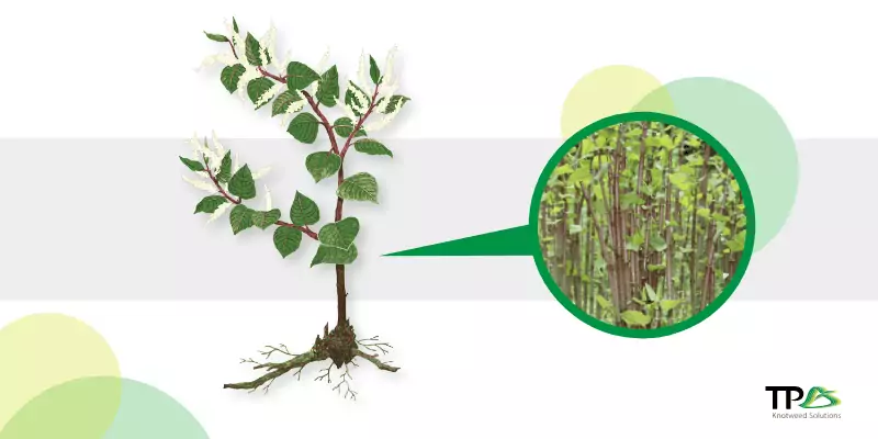 Who is responsible for removing Japanese Knotweed?